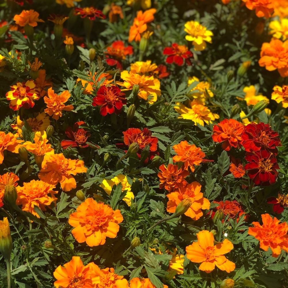 Meet your Posher, Ruthie